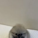 펫샵 네이버블로그