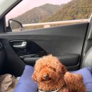 [강원도 여행] 강원도 양양 애견 동반 해수욕장 멍비치 솔직 후기 ᘳ´• ᴥ •`ᘰ