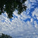 돈돼지복돼지 이미지