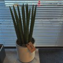 에이오에스 이미지