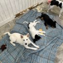 [유기견 봉사활동] 인천 행복한유기견세상 봉사활동 후기🐶/행유세/유기견과 교감하며 따뜻한 하루 보내기
