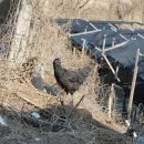 원스농장 이미지