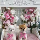 코코네 강아지 미용실 이미지