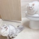 냥아치냥