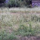 메밀마을 이미지