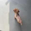 그루밍 아뜰리에 이미지