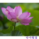 홍연 이미지