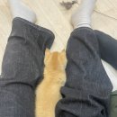 고양이카페 아이캣유 이미지