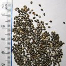 Re:Re:Omega−3 fatty acids에 대하여 이미지