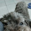 HI, MY DOG 이미지