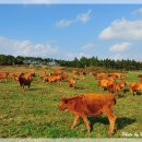 푸른목장 이미지