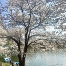 공지천 주차장 | 춘천 공지천 현재 벚꽃 만개 후기 리얼 분위기 (피크닉, 주차, 사람 많은 시간 참고)