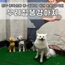 뽀송뽀송 애견 목욕 | 전주 중화산동 강아지 유치원 / 중•대형 애견 목욕 후기