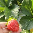 훈훈 농장 | 화성 아이랑 갈만한곳 실내 체험비 무료인 딸기농장이 있다?