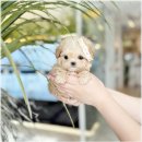 아이러브독강아지 - 천안시 서북구 불당4로 106 | 수원 매탄동 강아지분양 아이러브독 수원점 방문 후기 느낌 정리