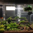 크리나헤어 | 백탁을 없애보자(아쿠아 크리나)5일 경과: 소용없음ㅋ