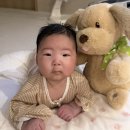 루루퍼피 | 강아지인형 춤추고노래하는커들반퍼피베니 춤추는인형 선물하기