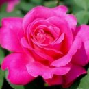 아름다운 사랑이 머무는곳 이미지