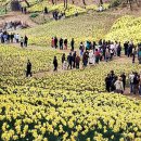 계산1동부내경로당 | <유기방 가옥> 수선화+동부시장 <맛있게 먹는 날>