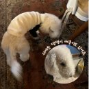 어거스트센트 이미지