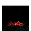 선운사꽃무릇 이미지