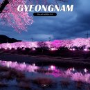 씨유진주신안강변점 | 경남 가볼만한곳 숨은 벚꽃명소 추천 벚꽃축제 개화현황
