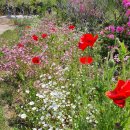 애월의정원 이미지