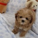 강아지분양 멍블랑 인천청라본점 이미지