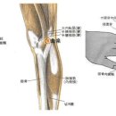 곡천혈(曲泉穴)은 기국지황환(杞菊地黃丸) 이미지