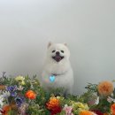 샤샤살롱 지제동삭점 이미지