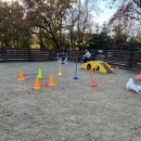 웅이사다리 이미지