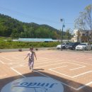 진도개 53카페 이미지