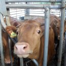 소사랑목장 이미지