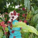 한국커피협동조합 이미지