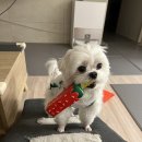 함께오래 동물병원 네이버블로그