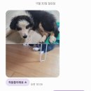 가정견1회분양 | 가정견분양픽업 후기