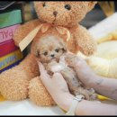 아담스펫 강아지분양 고양이분양 창원점 이미지