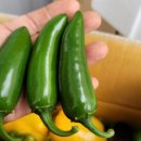 퍼펙트농장 이미지