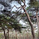 황성공원 시민운동장 | 경주 산책 코스 추천 황성공원｜맨발길 걷기 좋은 곳, 여름 맥문동 명소, 경주시립도서관까지