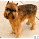 왕실동물병원 이미지