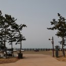 서천 마량리 동백나무 숲 이미지