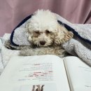 체인지펫샵 이미지