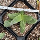 핑크 체리 이미지