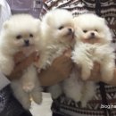 미묘하개 이미지