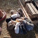 참새골농원 이미지