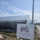 김해 가볼만한 곳 플라워팜팜 해바라기 수확체험 후기