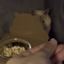 골든햄스터분양 탬펫 강남점 | 골든햄스터 키우기 | 27살에 동생이 생겼어요 | 서울 햄스터 분양 | 탬펫 강남점