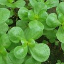 쇠비름의 효능과 부작용 이미지