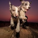 플라잉독 이미지