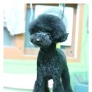 코지펫살롱 이미지